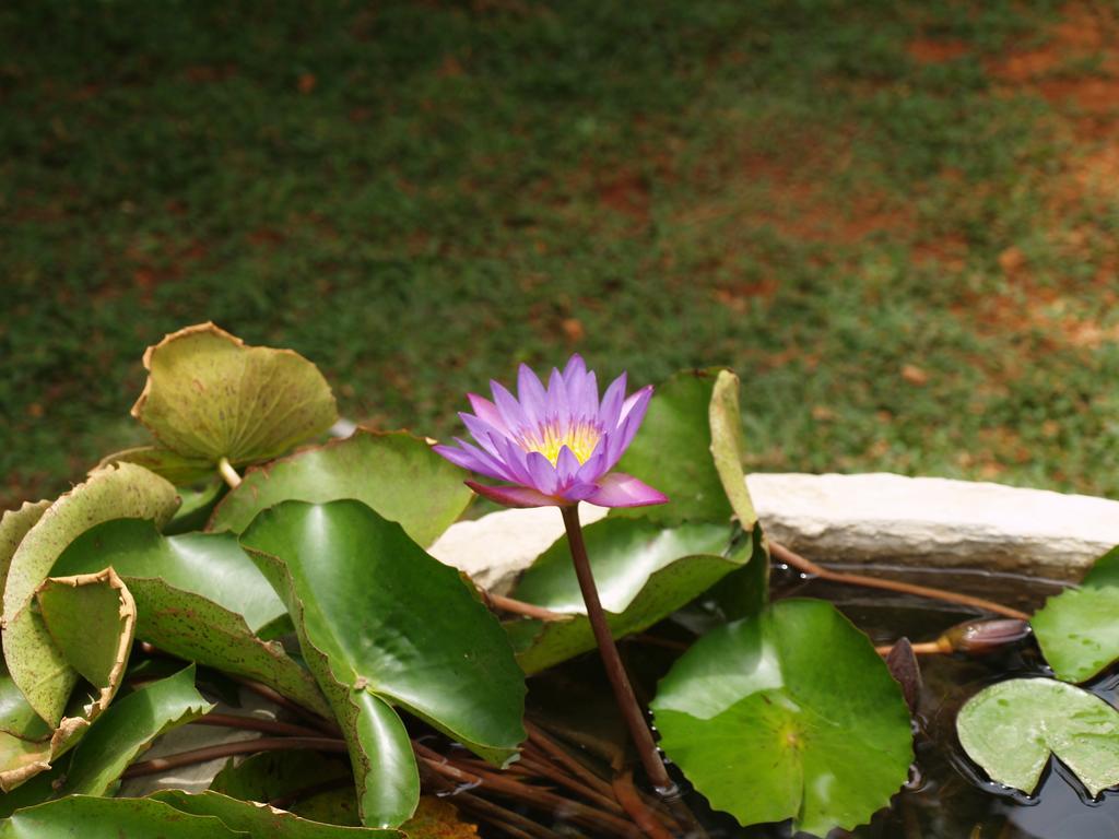 Welimaluwa Resort Sigiriya Kibissa Екстер'єр фото